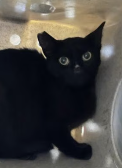 Black cat in a holding box